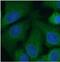 Glutamate Ionotropic Receptor NMDA Type Subunit 2B antibody, FNab05838, FineTest, Immunofluorescence image 