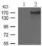 Insulin Receptor Substrate 1 antibody, TA322592, Origene, Western Blot image 