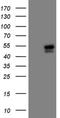 ISL LIM Homeobox 1 antibody, NBP2-45452, Novus Biologicals, Immunohistochemistry frozen image 