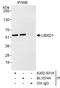 UBX Domain Protein 6 antibody, A302-931A, Bethyl Labs, Immunoprecipitation image 