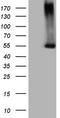 Protein Z, Vitamin K Dependent Plasma Glycoprotein antibody, CF806742, Origene, Western Blot image 