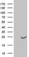 Claudin 3 antibody, TA806232, Origene, Western Blot image 