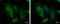 Chromosome 1 Open Reading Frame 74 antibody, GTX120342, GeneTex, Immunocytochemistry image 