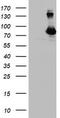 Diacylglycerol Kinase Alpha antibody, CF504047, Origene, Western Blot image 