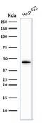 Keratin 19 antibody, GTX02659, GeneTex, Western Blot image 