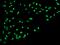 hGDNF antibody, 207160-T02, Sino Biological, Immunohistochemistry frozen image 