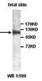 Thrombospondin 1 antibody, orb77379, Biorbyt, Western Blot image 