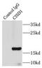 CDGSH Iron Sulfur Domain 1 antibody, FNab01717, FineTest, Immunoprecipitation image 