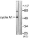 Cyclin-A1 antibody, LS-B7020, Lifespan Biosciences, Western Blot image 
