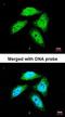 NSF Attachment Protein Alpha antibody, orb73916, Biorbyt, Immunofluorescence image 