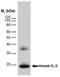 Interleukin 2 antibody, SM1698P, Origene, Western Blot image 