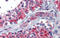 Neuropeptide Y Receptor Y1 antibody, TA346235, Origene, Immunohistochemistry frozen image 