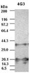VEGF antibody, ADI-905-861-100, Enzo Life Sciences, Western Blot image 