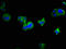 Leucine Rich Repeat Containing 19 antibody, LS-C398494, Lifespan Biosciences, Immunofluorescence image 