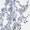 Capping Actin Protein, Gelsolin Like antibody, HPA019080, Atlas Antibodies, Immunohistochemistry frozen image 