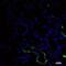 Endoglin antibody, NB100-77666, Novus Biologicals, Immunofluorescence image 