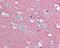 Synaptosome Associated Protein 25 antibody, 49-947, ProSci, Immunohistochemistry frozen image 