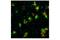 CD45 antibody, 55307S, Cell Signaling Technology, Flow Cytometry image 