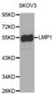 Latent membrane protein 1 antibody, abx000807, Abbexa, Western Blot image 
