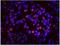 Splicing Factor 3a Subunit 1 antibody, NB100-79843, Novus Biologicals, Immunocytochemistry image 