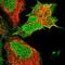 Paralemmin antibody, NBP2-48940, Novus Biologicals, Immunocytochemistry image 