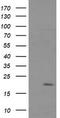 Fetal and adult testis-expressed transcript protein antibody, LS-C174223, Lifespan Biosciences, Western Blot image 