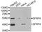 Secreted frizzled-related protein 4 antibody, orb374680, Biorbyt, Western Blot image 