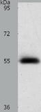 AMPK antibody, TA322518, Origene, Western Blot image 