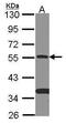SMAD Family Member 9 antibody, PA5-22345, Invitrogen Antibodies, Western Blot image 