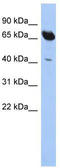 Sec1 Family Domain Containing 1 antibody, TA342140, Origene, Western Blot image 