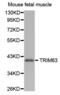 Tripartite Motif Containing 63 antibody, PA5-76695, Invitrogen Antibodies, Western Blot image 