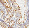 SPARC antibody, LS-C312741, Lifespan Biosciences, Immunohistochemistry frozen image 