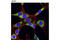 Prolyl 4-Hydroxylase Subunit Beta antibody, 5051S, Cell Signaling Technology, Immunofluorescence image 