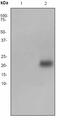 Progestagen Associated Endometrial Protein antibody, ab53289, Abcam, Western Blot image 
