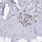 Neuralized-like protein 4 antibody, PA5-63108, Invitrogen Antibodies, Immunohistochemistry paraffin image 