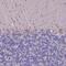 Selenoprotein T antibody, PA5-58927, Invitrogen Antibodies, Immunohistochemistry frozen image 