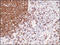 CD20 antibody, 51-083, ProSci, Immunohistochemistry frozen image 