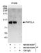 Poly(A) Polymerase Alpha antibody, NB100-55268, Novus Biologicals, Western Blot image 