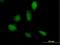 ATP-dependent DNA helicase Q5 antibody, H00009400-B01P, Novus Biologicals, Immunofluorescence image 