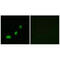 Acyl-CoA Thioesterase 1 antibody, orb685135, Biorbyt, Western Blot image 