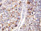 Cell Division Cycle 25B antibody, LS-C312704, Lifespan Biosciences, Immunohistochemistry frozen image 