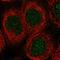 Gamma-glutamylcysteine synthetase antibody, HPA036360, Atlas Antibodies, Immunofluorescence image 