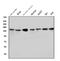 Histone Deacetylase 9 antibody, A02177-4, Boster Biological Technology, Western Blot image 