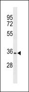 Olfactory Receptor Family 2 Subfamily A Member 12 antibody, PA5-49218, Invitrogen Antibodies, Western Blot image 