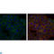 BLNK antibody, LS-C812514, Lifespan Biosciences, Immunofluorescence image 