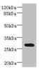 Coiled-Coil Domain Containing 127 antibody, orb354279, Biorbyt, Western Blot image 