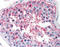 Follicle-stimulating hormone receptor antibody, TA340642, Origene, Immunohistochemistry paraffin image 