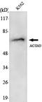 Acyl-CoA Synthetase Medium Chain Family Member 3 antibody, A08748, Boster Biological Technology, Western Blot image 
