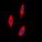 Zinc And Ring Finger 2 antibody, orb382477, Biorbyt, Immunofluorescence image 
