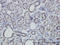 PBX Homeobox 3 antibody, LS-C133364, Lifespan Biosciences, Immunohistochemistry paraffin image 